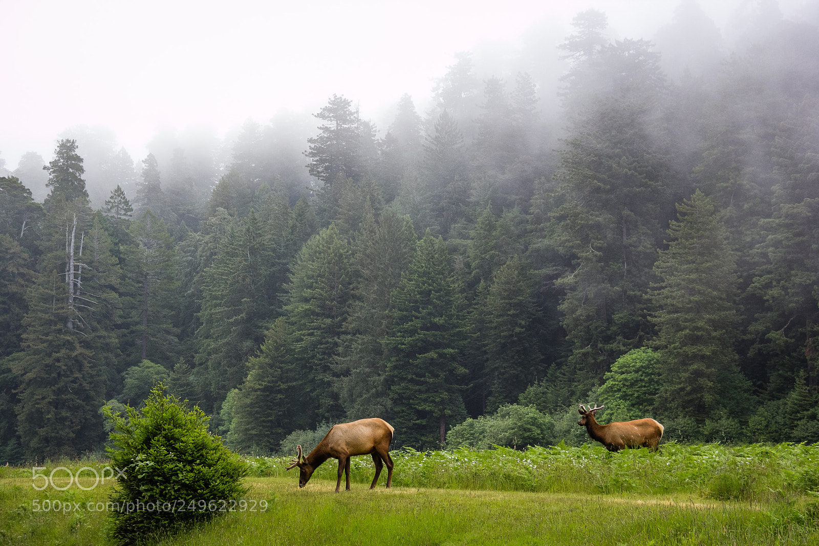 Canon EOS 60D sample photo. Elk in the fog photography