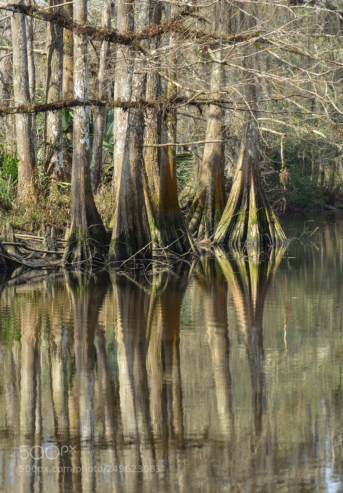 Nikon D7100 sample photo. Bayou liberty cypress photography