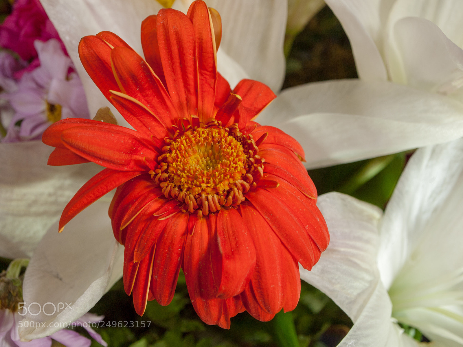 Olympus E-620 (EVOLT E-620) sample photo. Red against white photography
