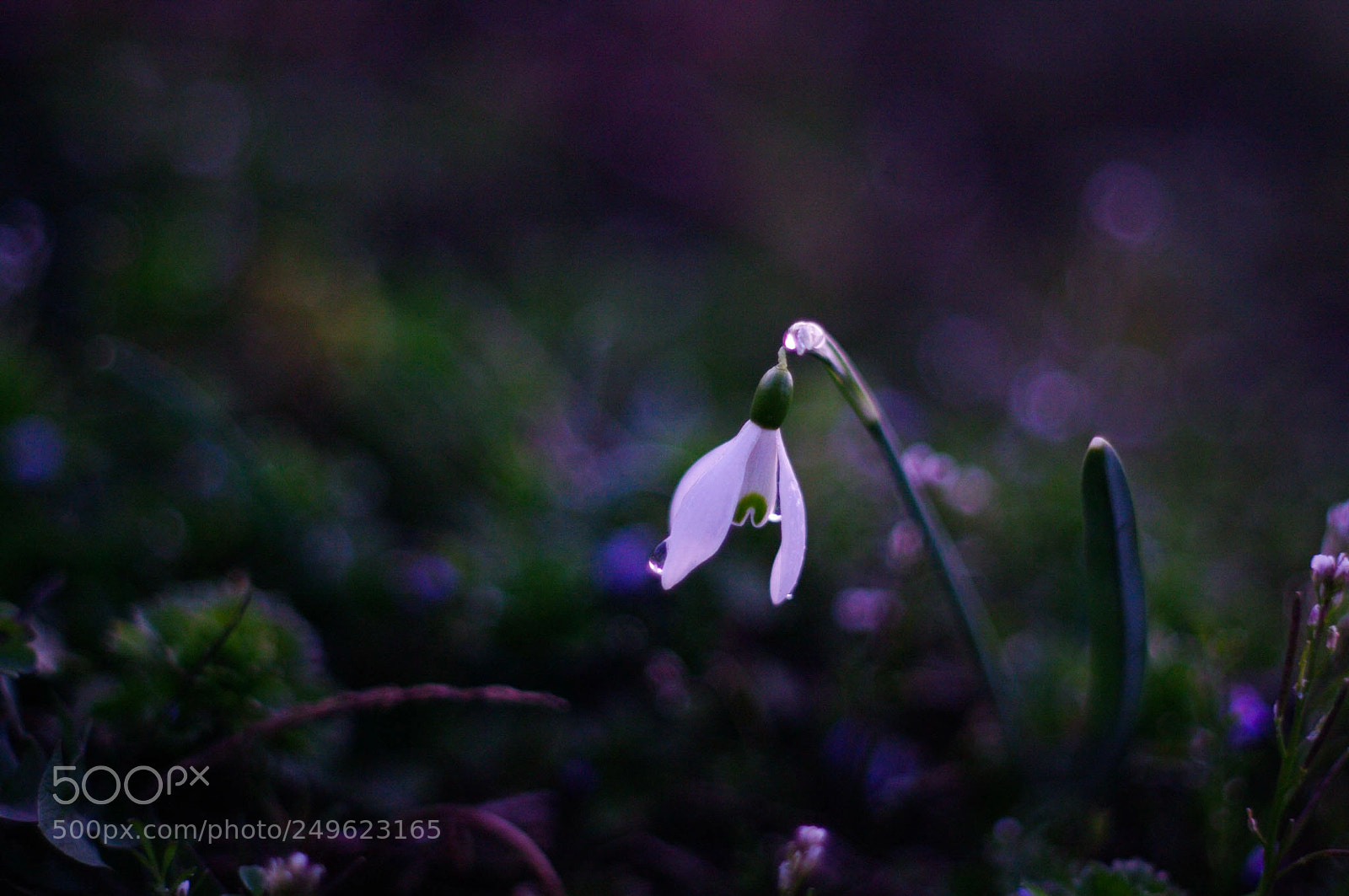 Pentax K20D sample photo. Perce neige photography