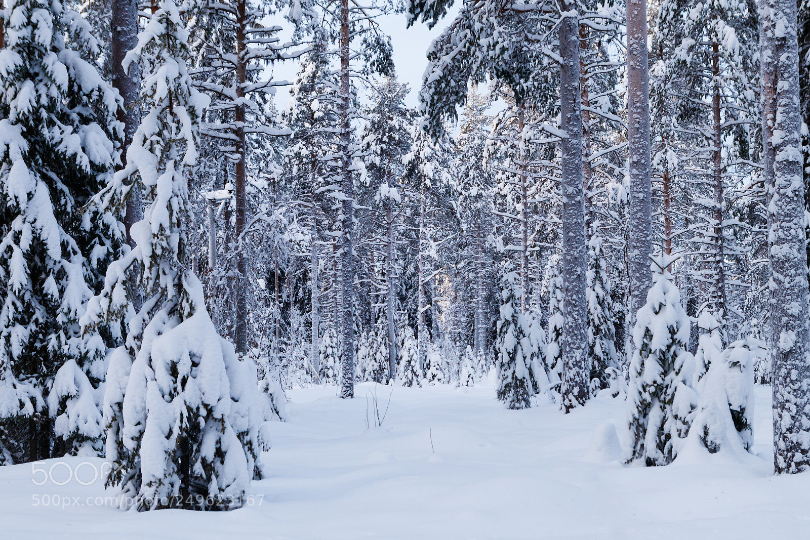 Canon EOS 80D sample photo. Winter forest photography