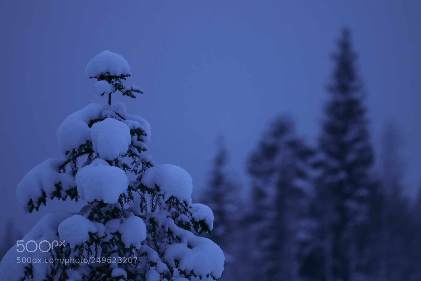 Canon EOS 80D sample photo. Snowy tree photography