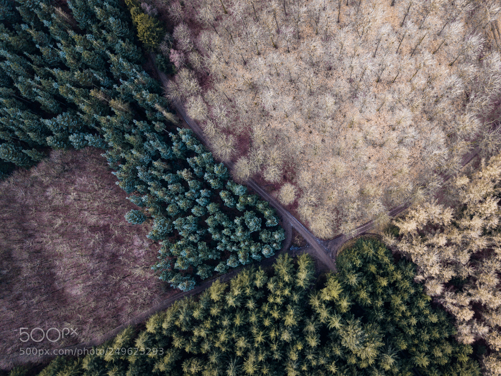 DJI FC220 sample photo. Crossing photography