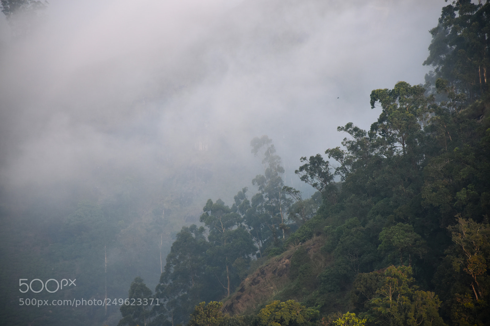 Nikon D5600 sample photo. The fog always lifts photography