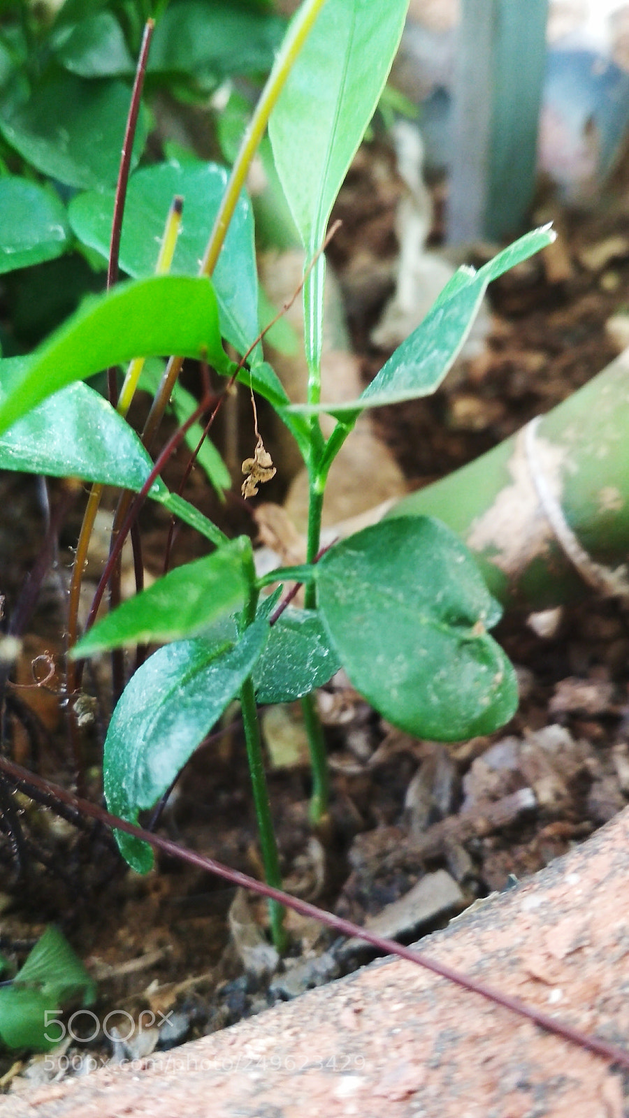 Xiaomi Redmi 4X sample photo. Untitled photography