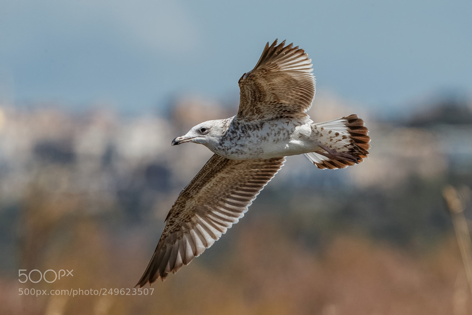 Canon EOS-1D X sample photo. Armenian gull photography