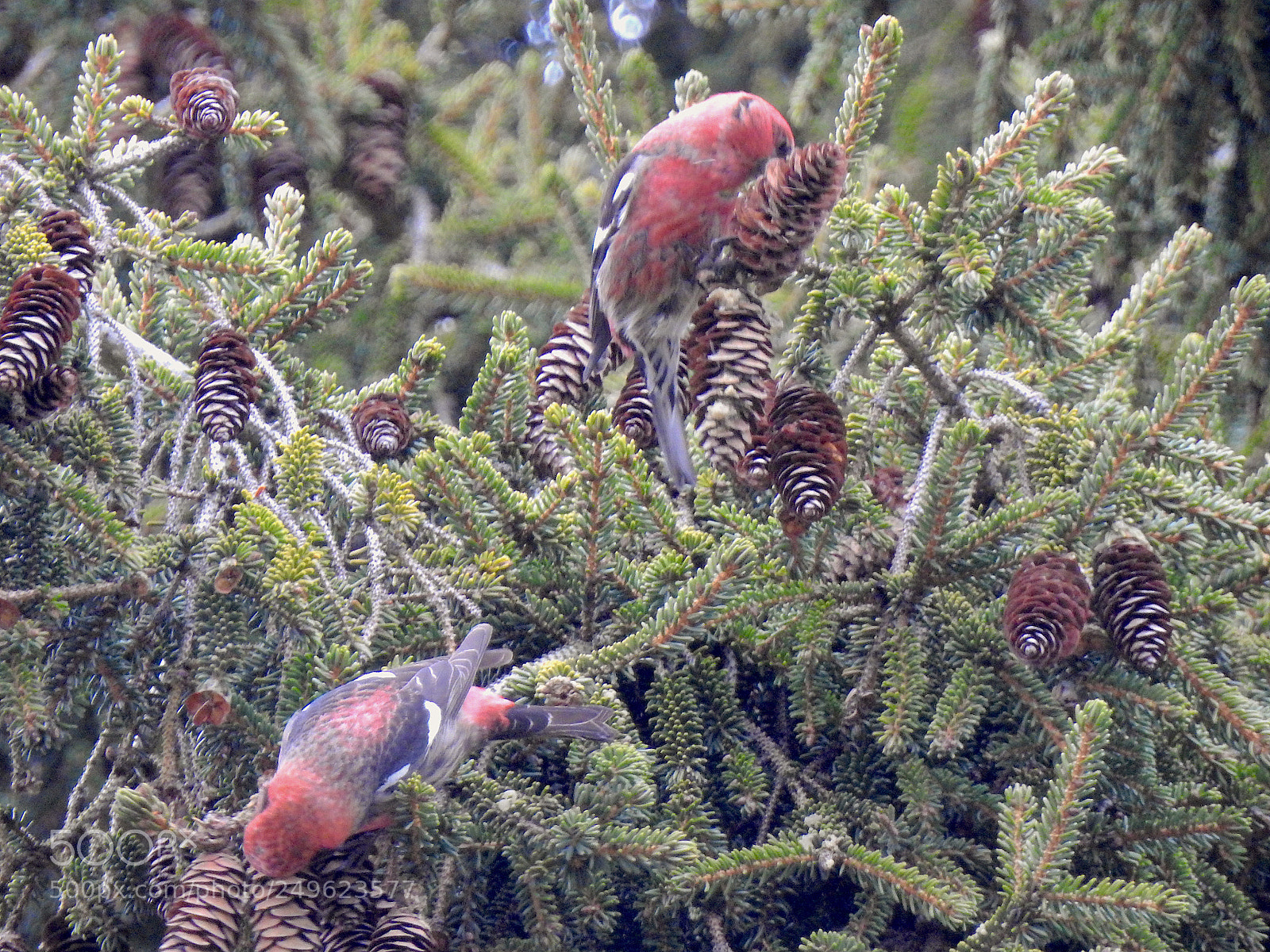 Nikon Coolpix P900 sample photo. Ww crossbill photography