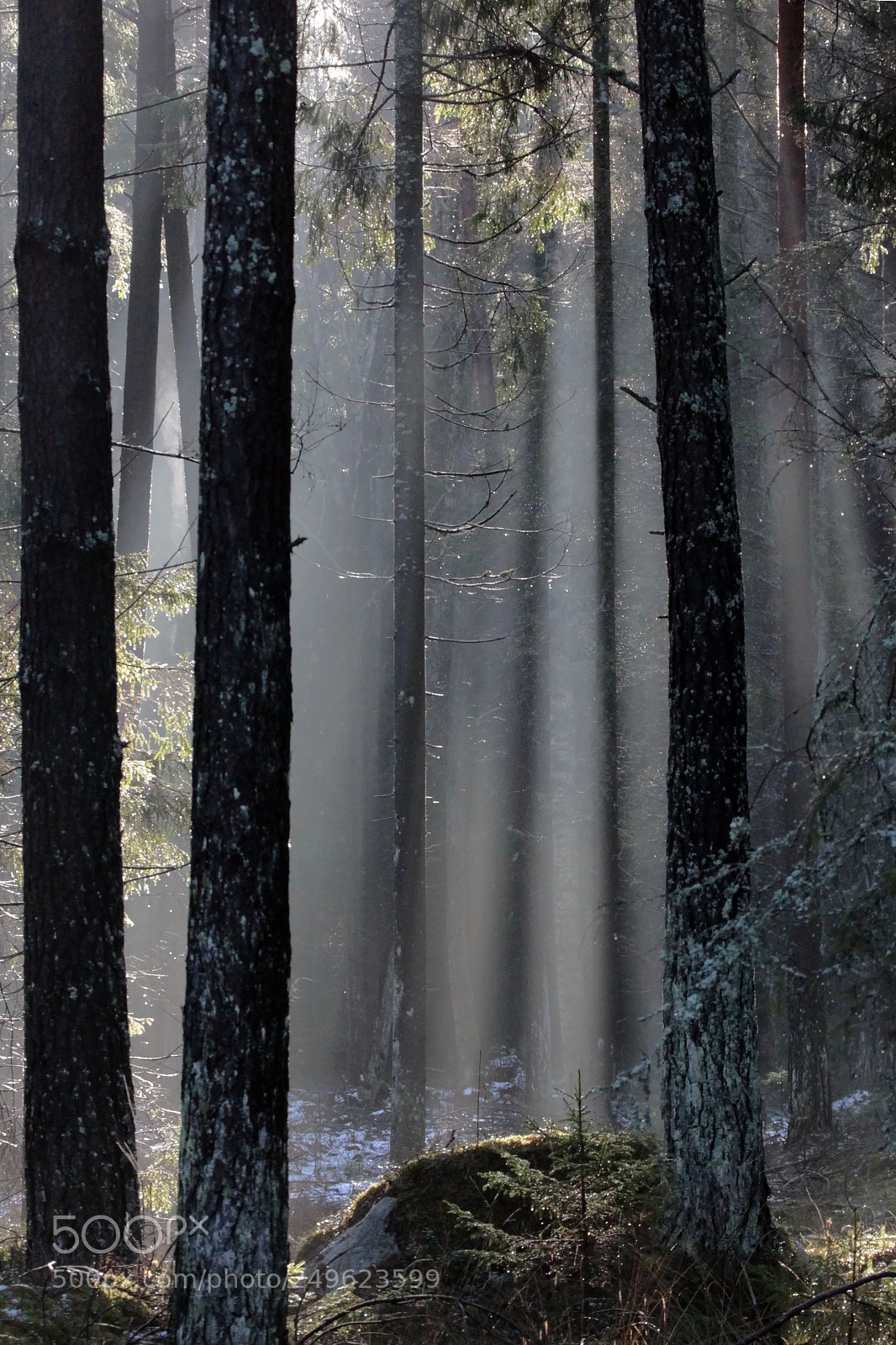 Canon EOS 50D sample photo. The light in forrest photography