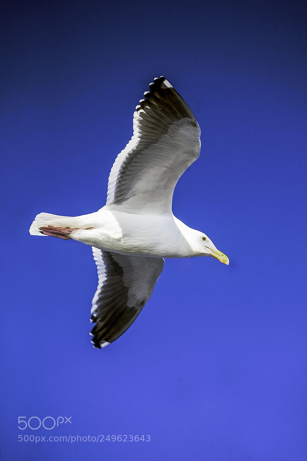 Canon EOS 5D sample photo. Flying high photography