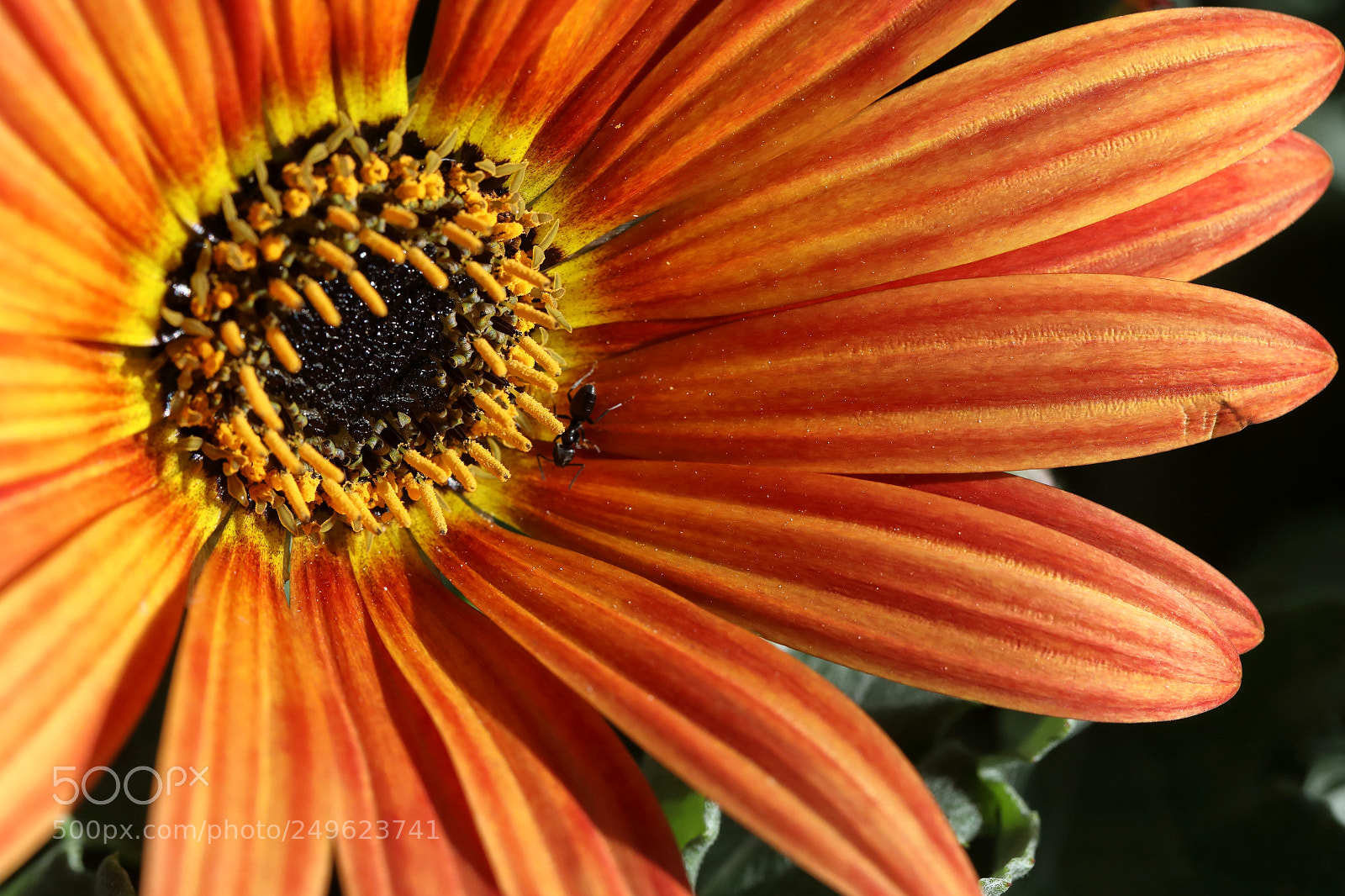 Canon EOS 5D Mark IV sample photo. Flowers photography