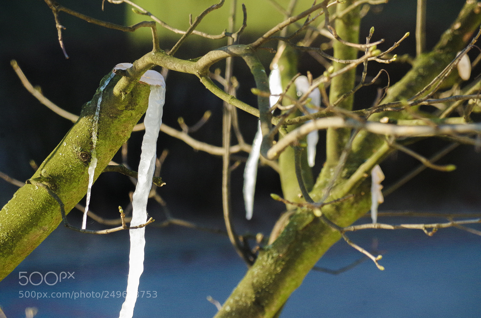 Pentax K-50 sample photo. When even the trees photography