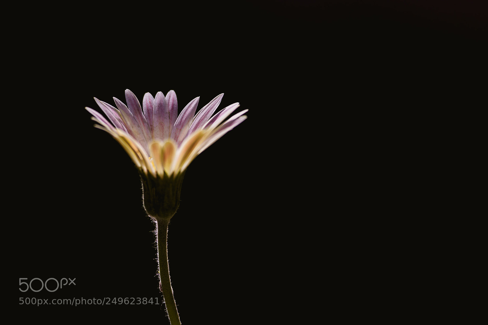 Sony a7R III sample photo. S o l o photography