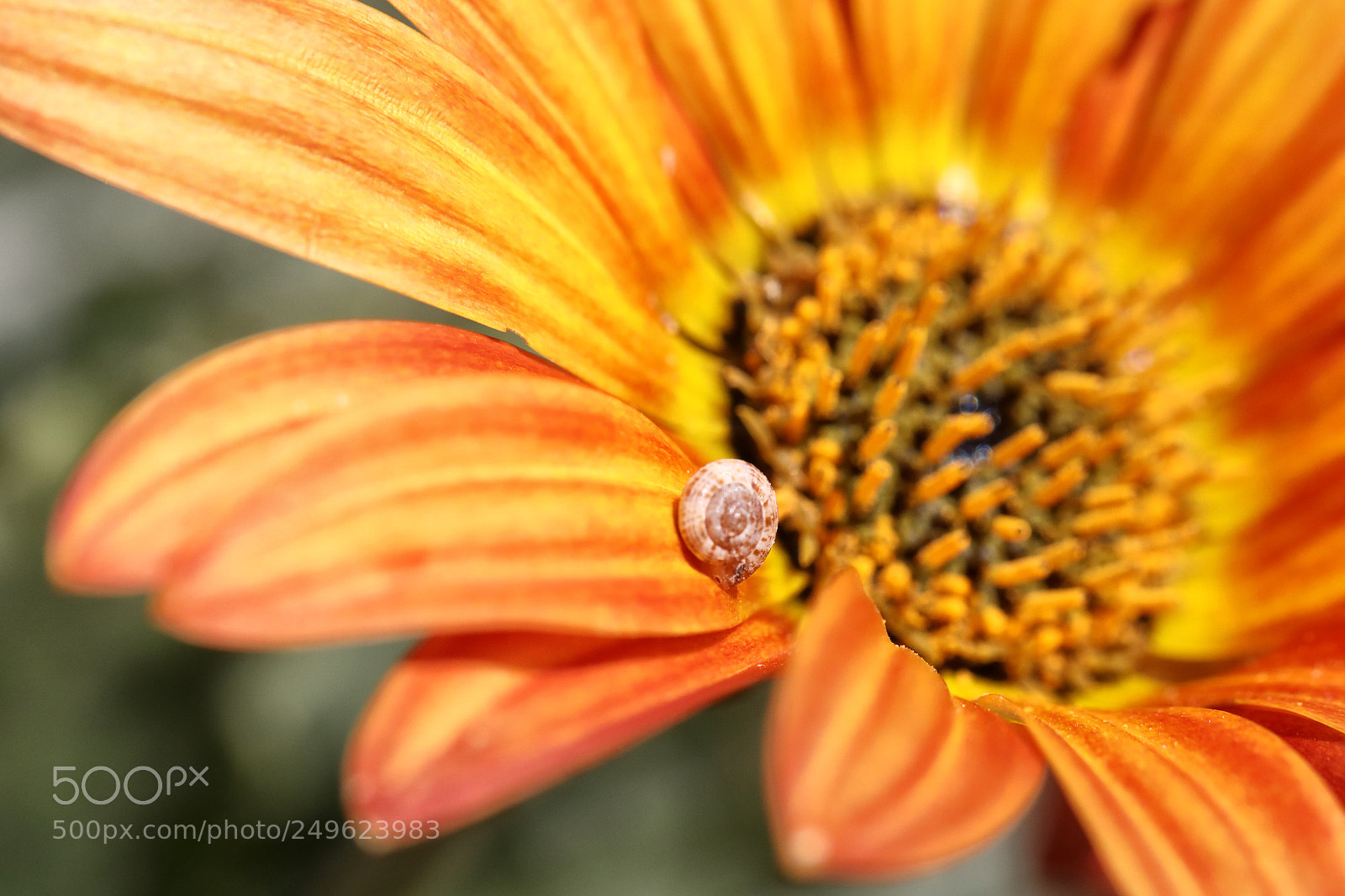 Canon EOS 5D Mark IV sample photo. Flowers photography