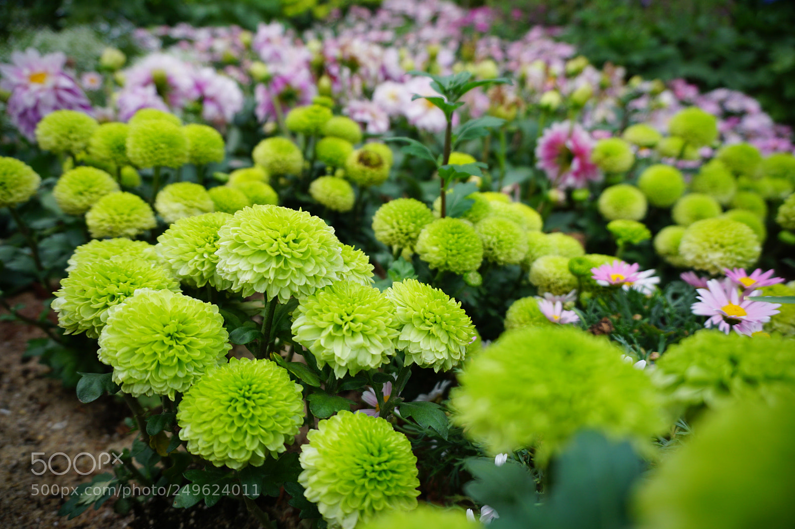 Sony a6000 sample photo. Dsc photography