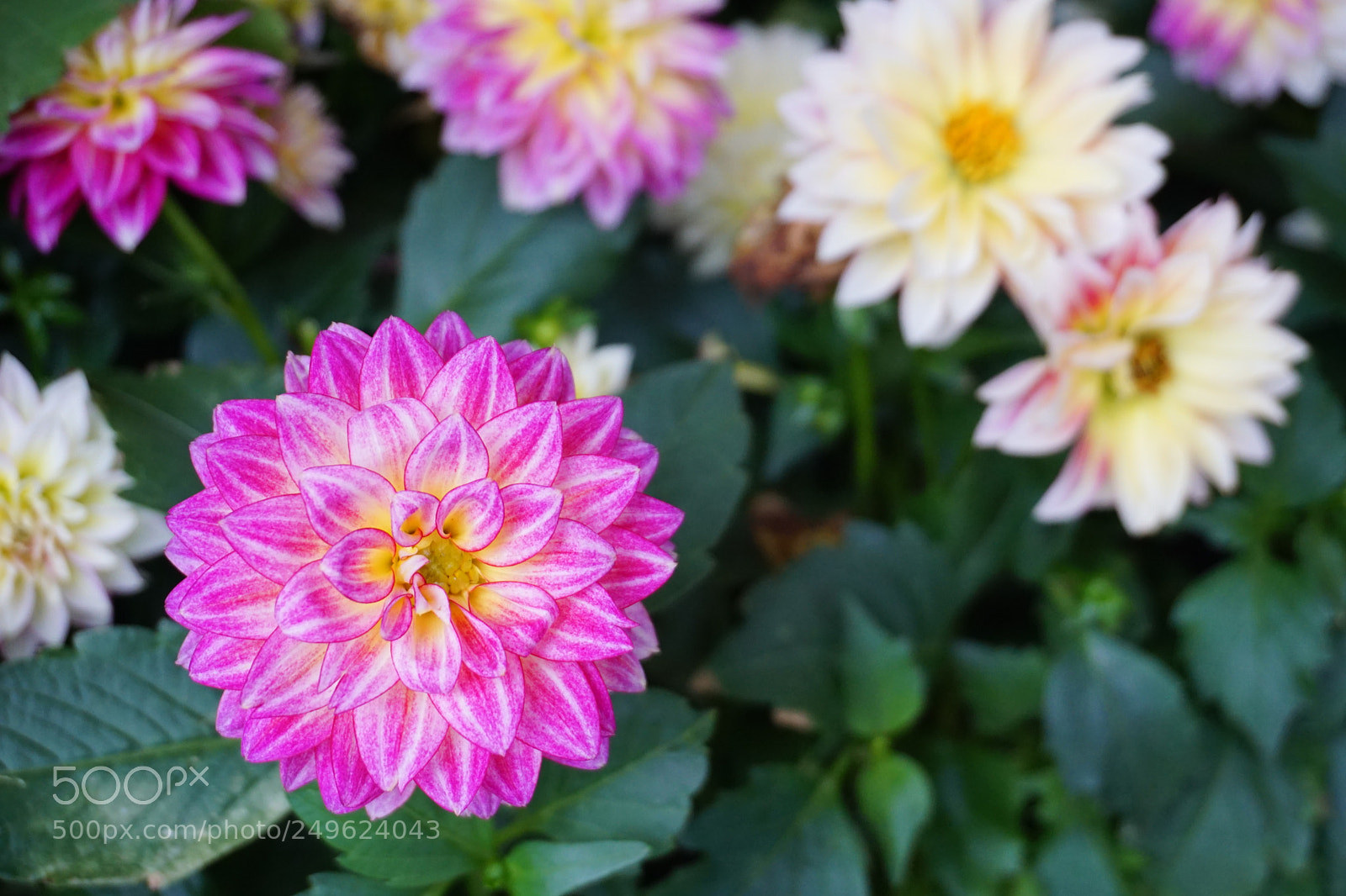 Sony a6000 sample photo. Dsc photography