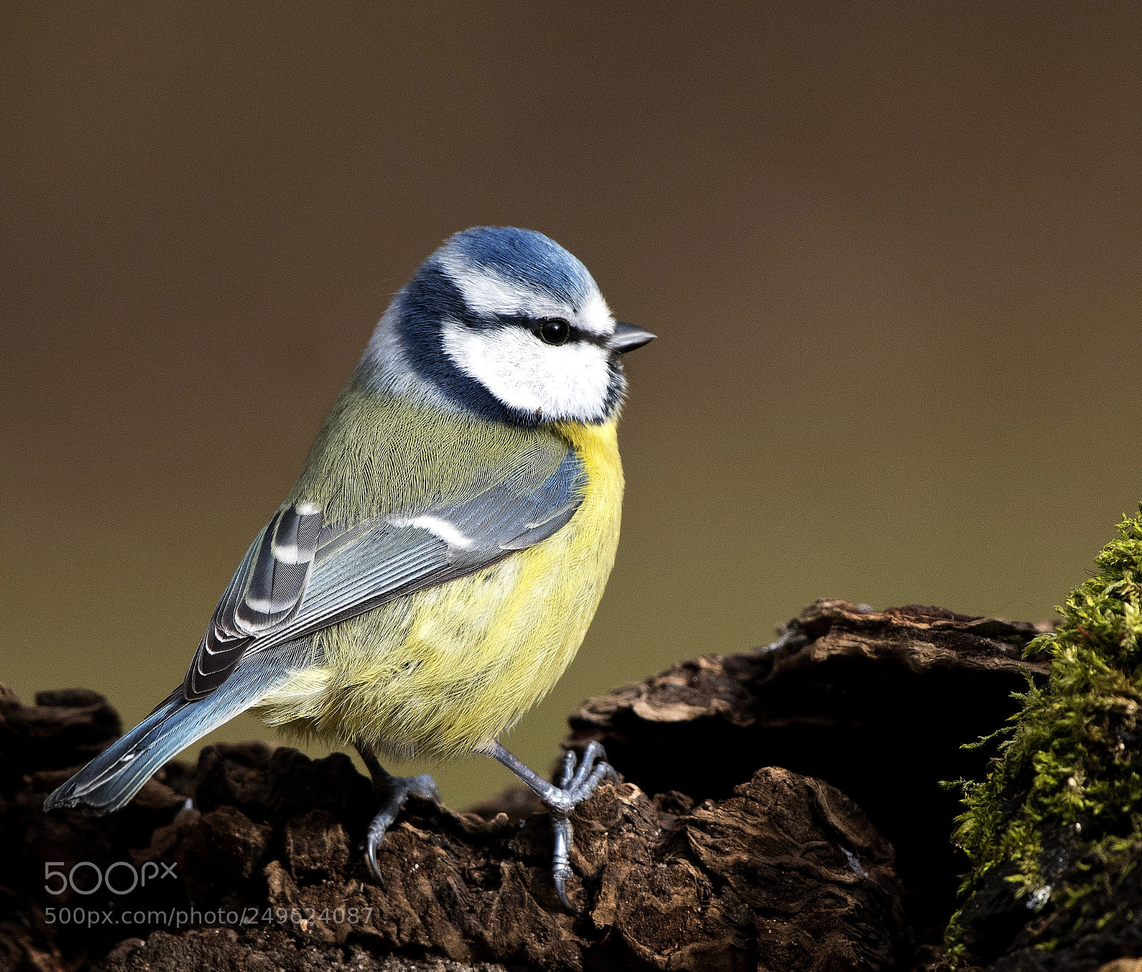 Nikon D500 sample photo. Blue tit photography