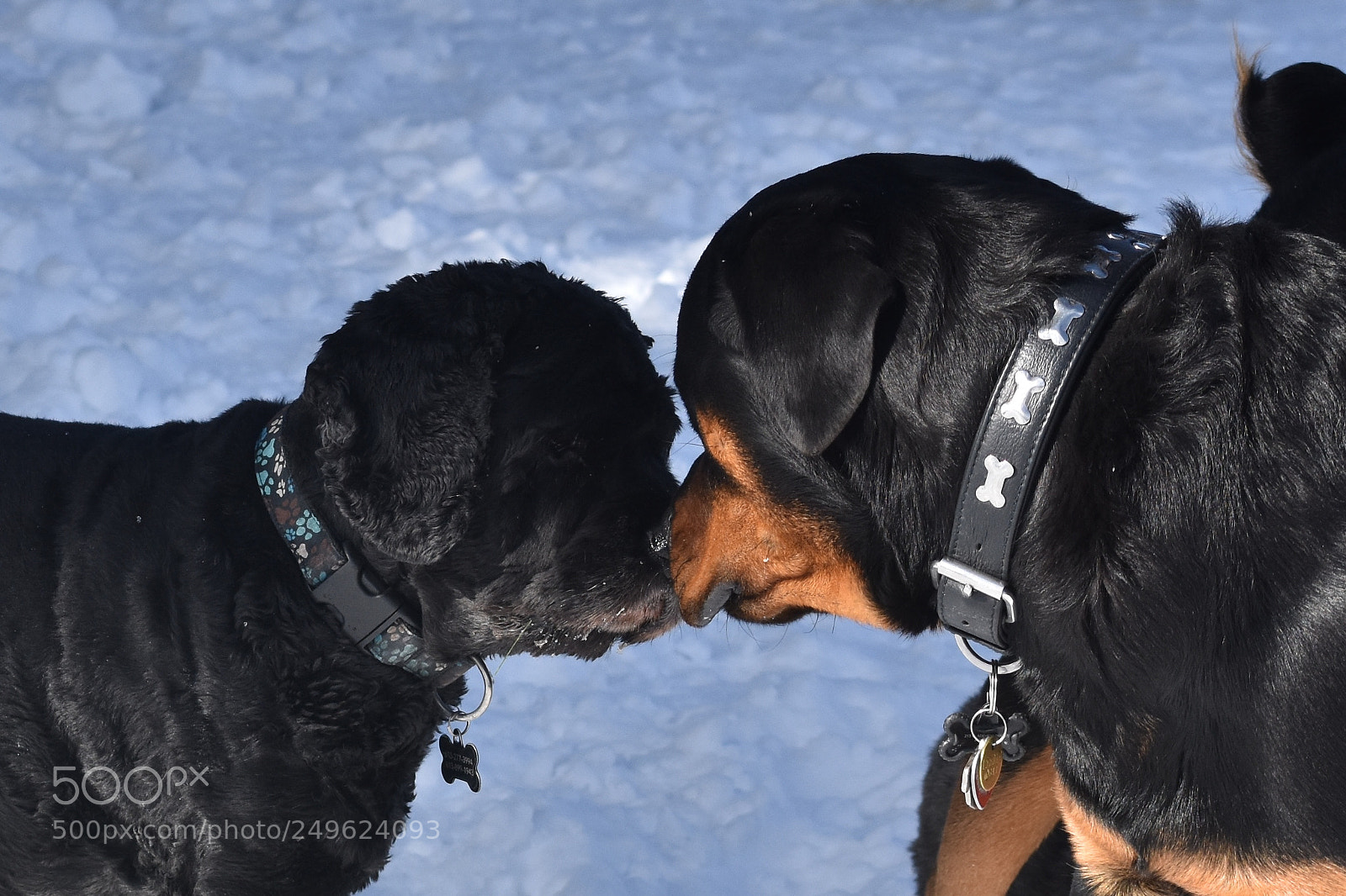 Nikon D3400 sample photo. Kissy face photography