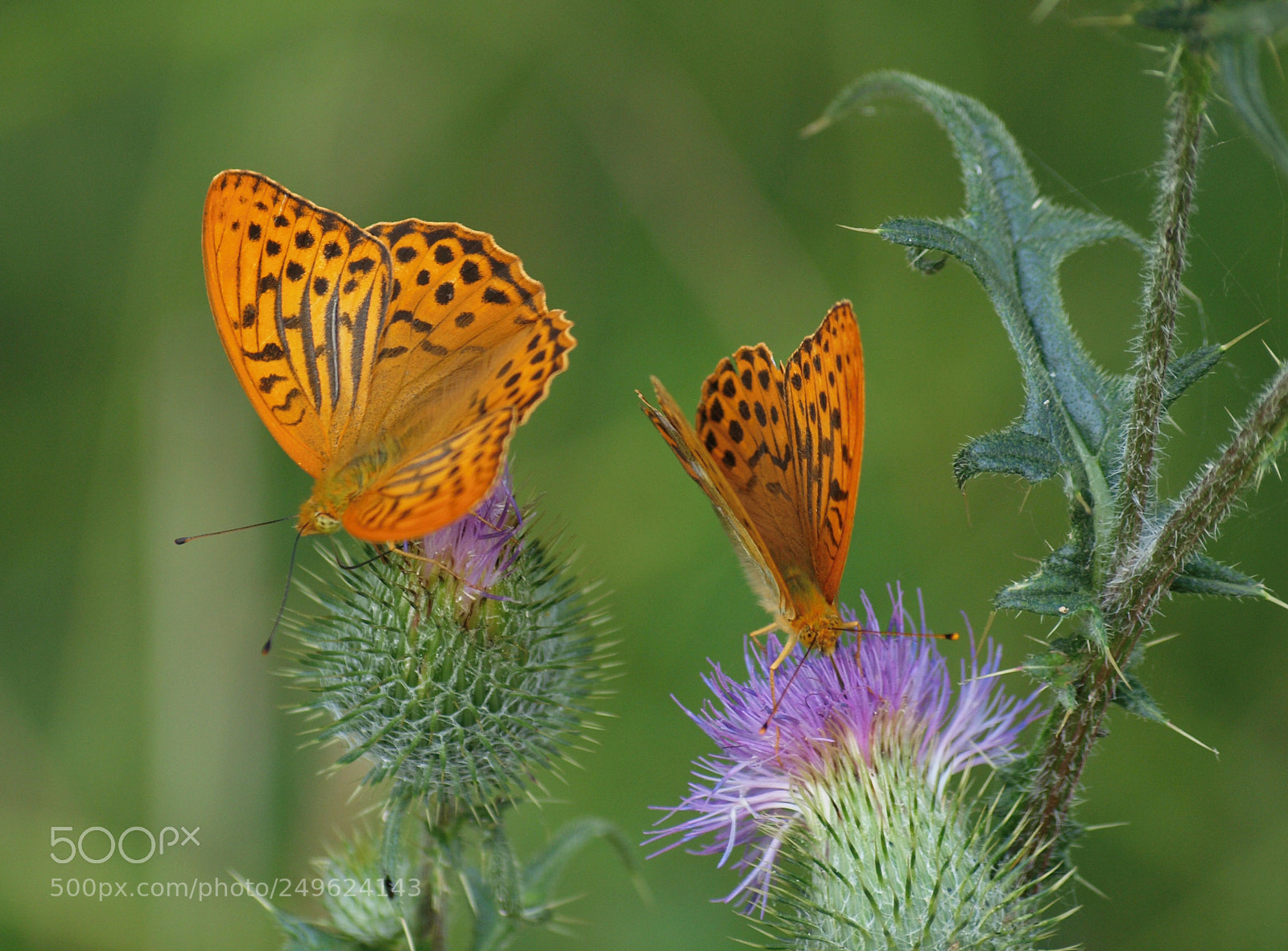 Olympus E-620 (EVOLT E-620) sample photo. Argynnis paphia, silver-washed fritillary photography