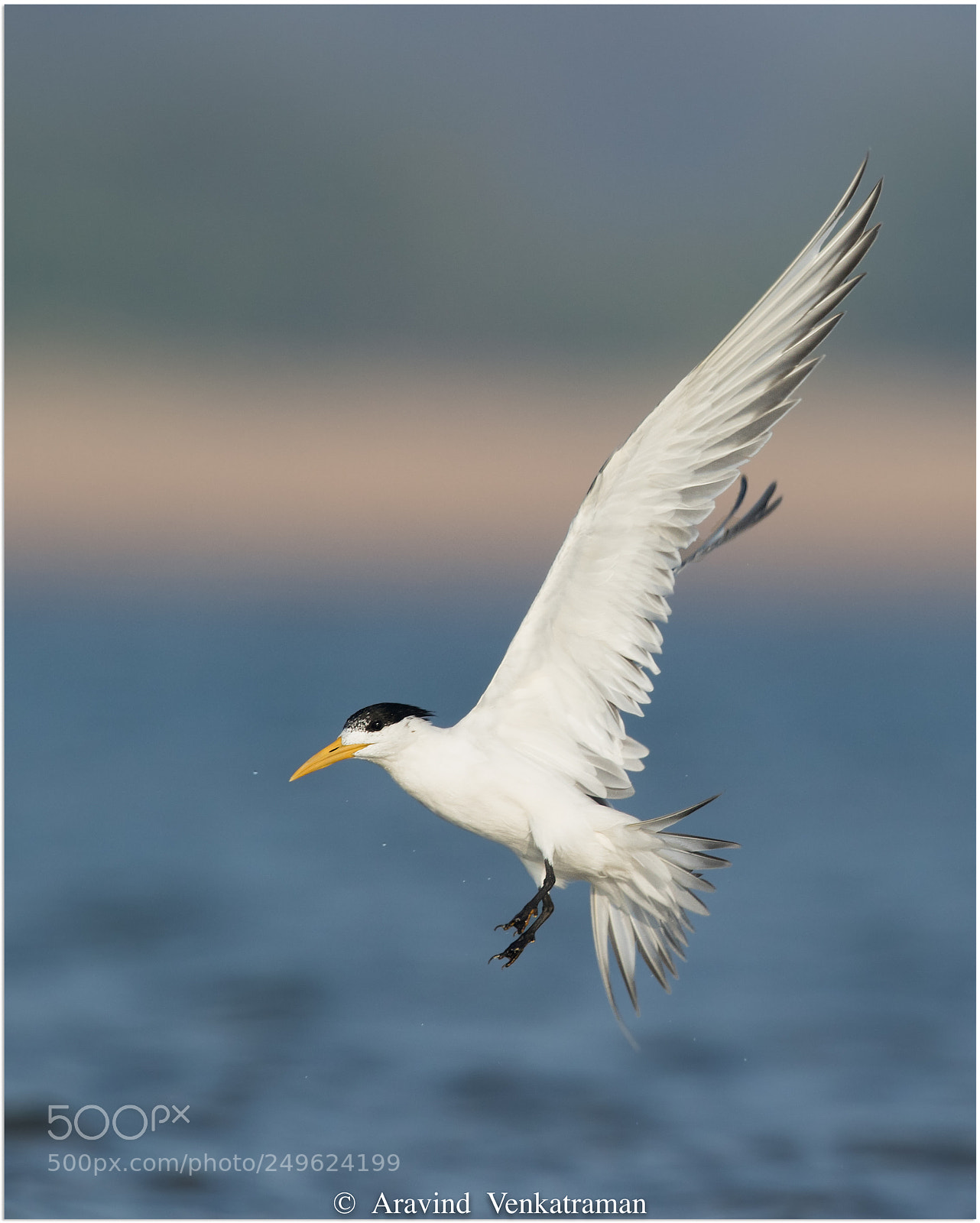 Canon EOS 7D Mark II sample photo. Lesser crested tern photography