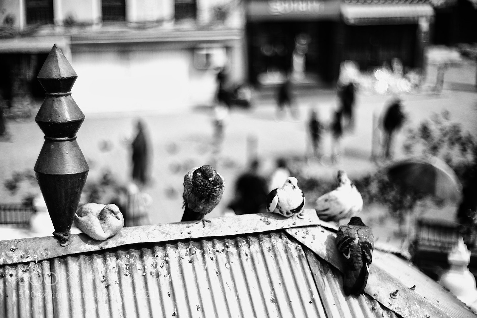 Leica M9 sample photo. Sleeping pigeons... photography