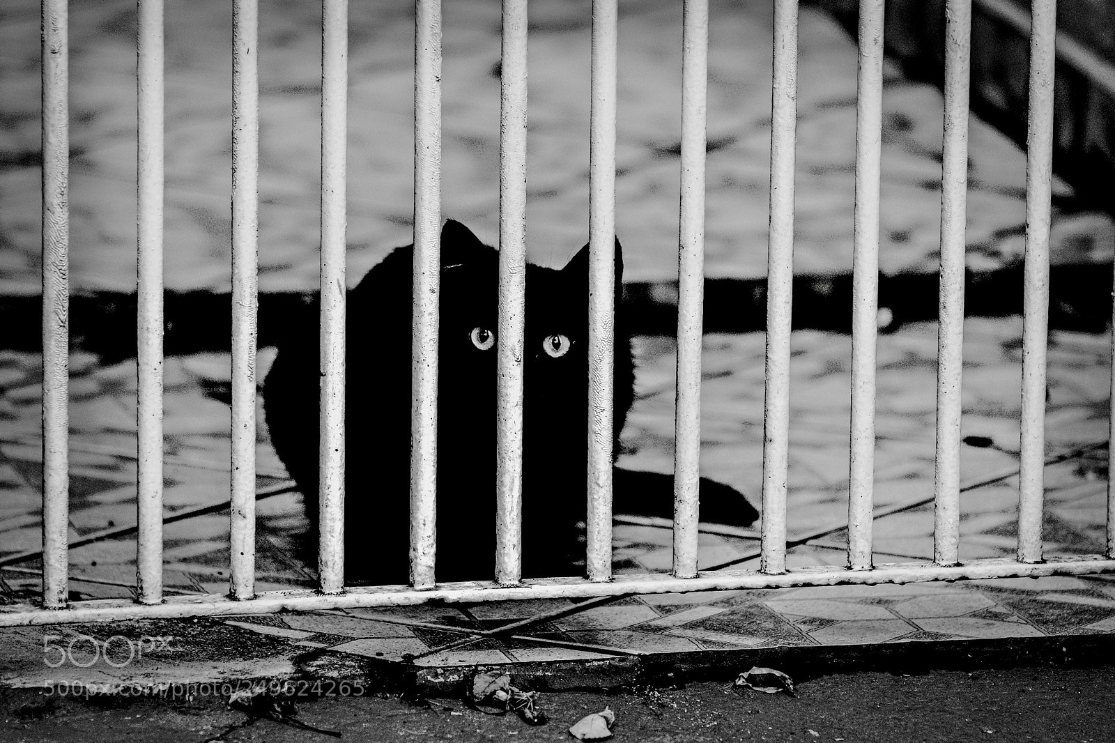 Fujifilm X-T2 sample photo. Black cat photography