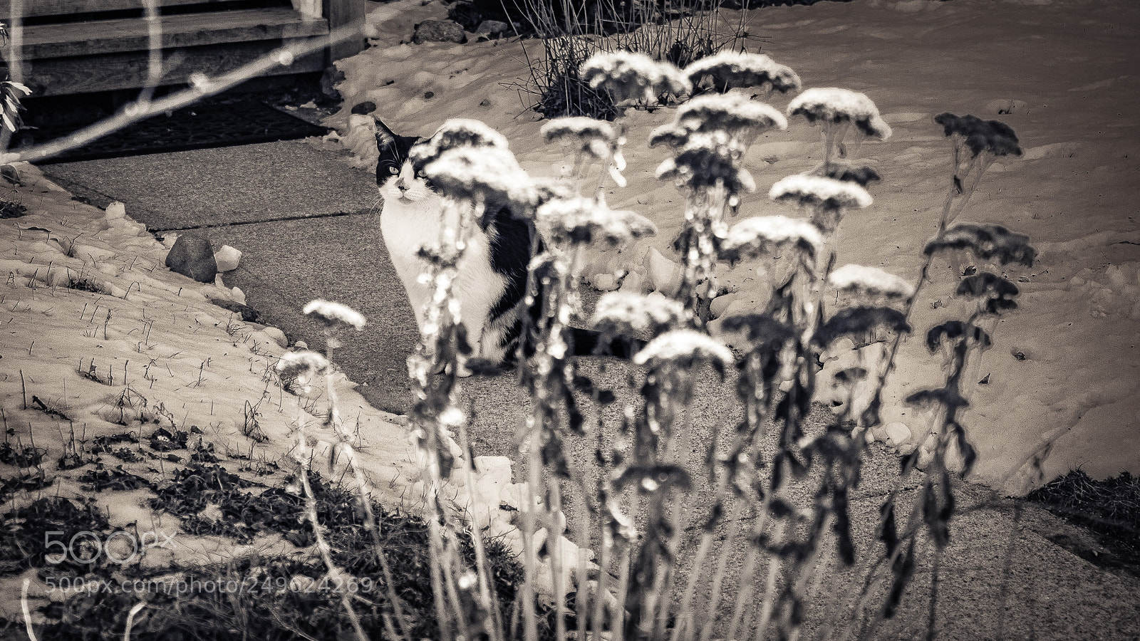 Olympus OM-D E-M1 Mark II sample photo. Calico photography