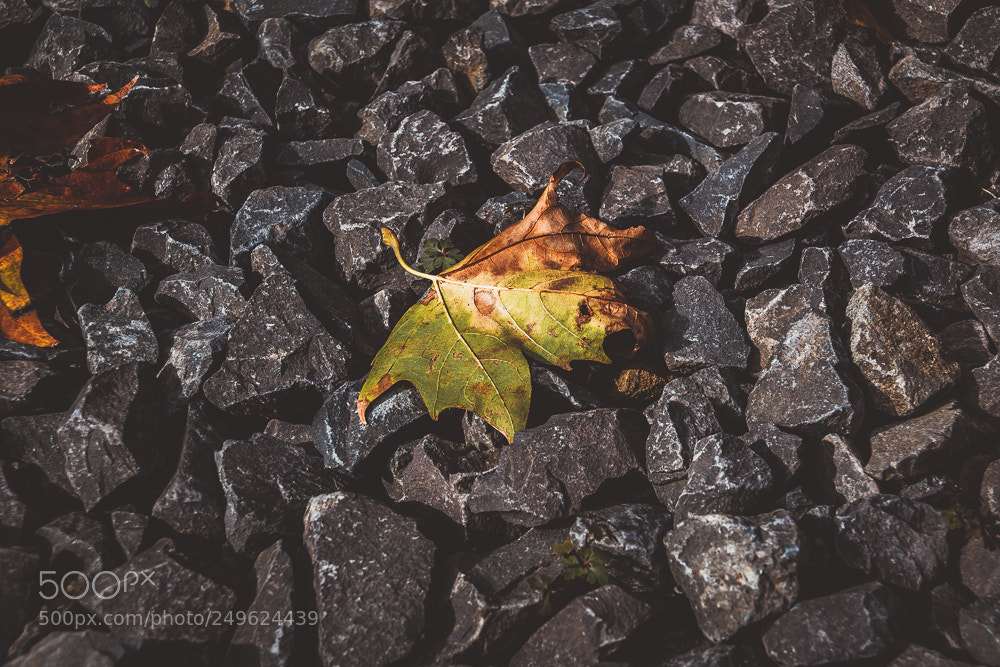 Canon EOS 70D sample photo. Foglia photography