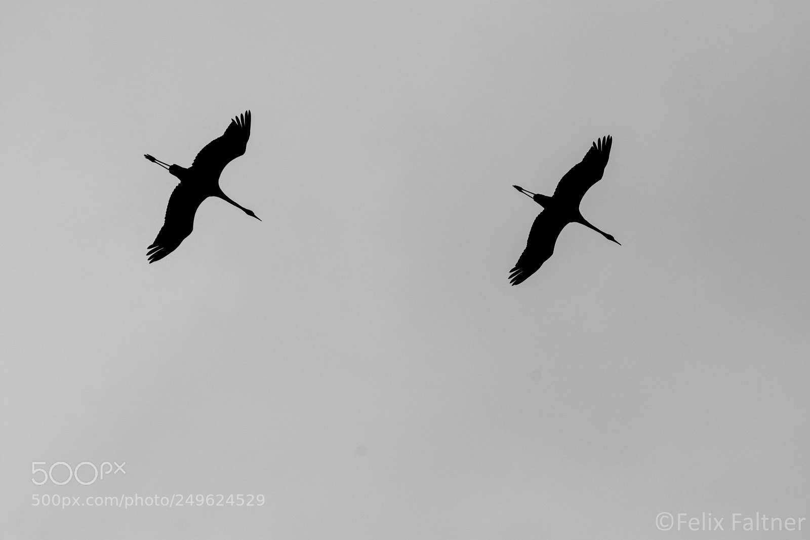 Nikon D7200 sample photo. Black wings photography