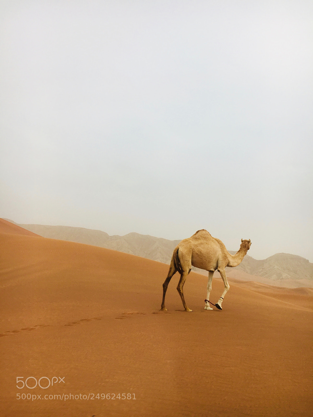 Apple iPhone 6s sample photo. Camel in desert photography