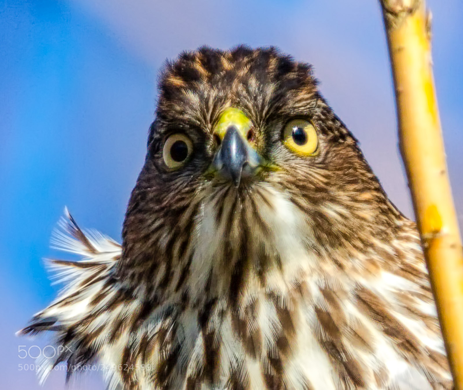 Canon EOS 7D Mark II sample photo. Coopers hawk - sequim photography