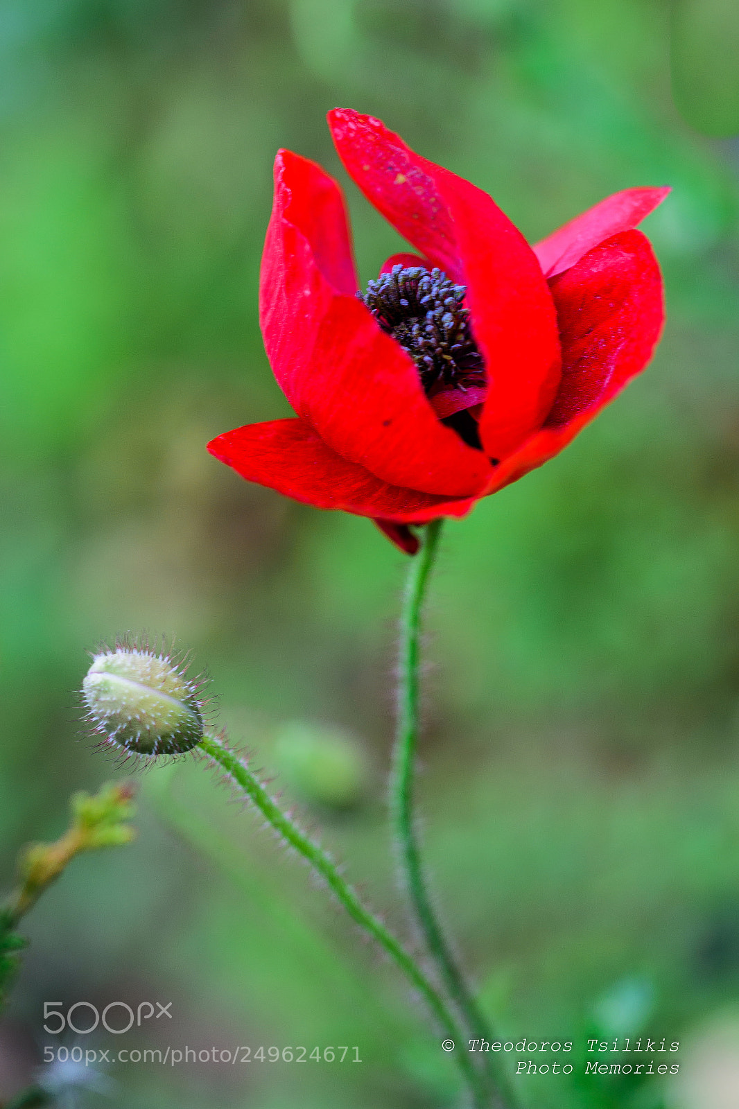 Nikon D7200 sample photo. Spring flowers photography