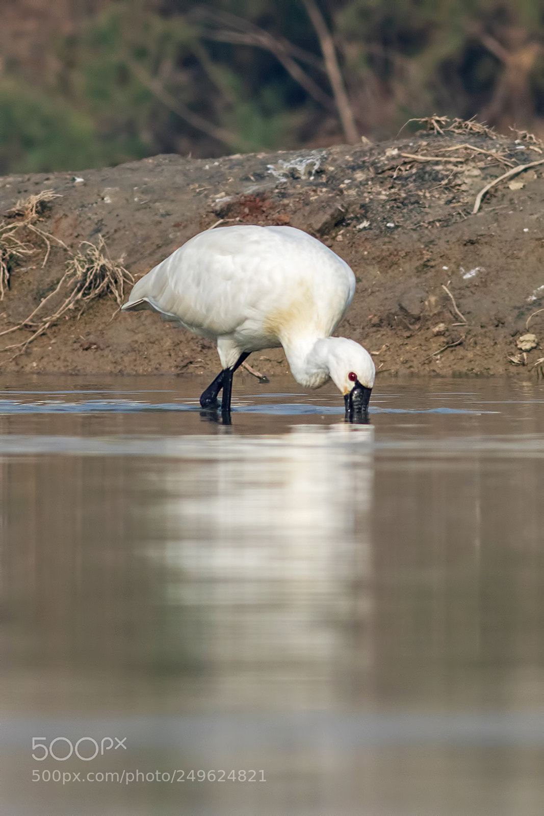 Canon EOS 7D Mark II sample photo. Eurasian spoonbill photography