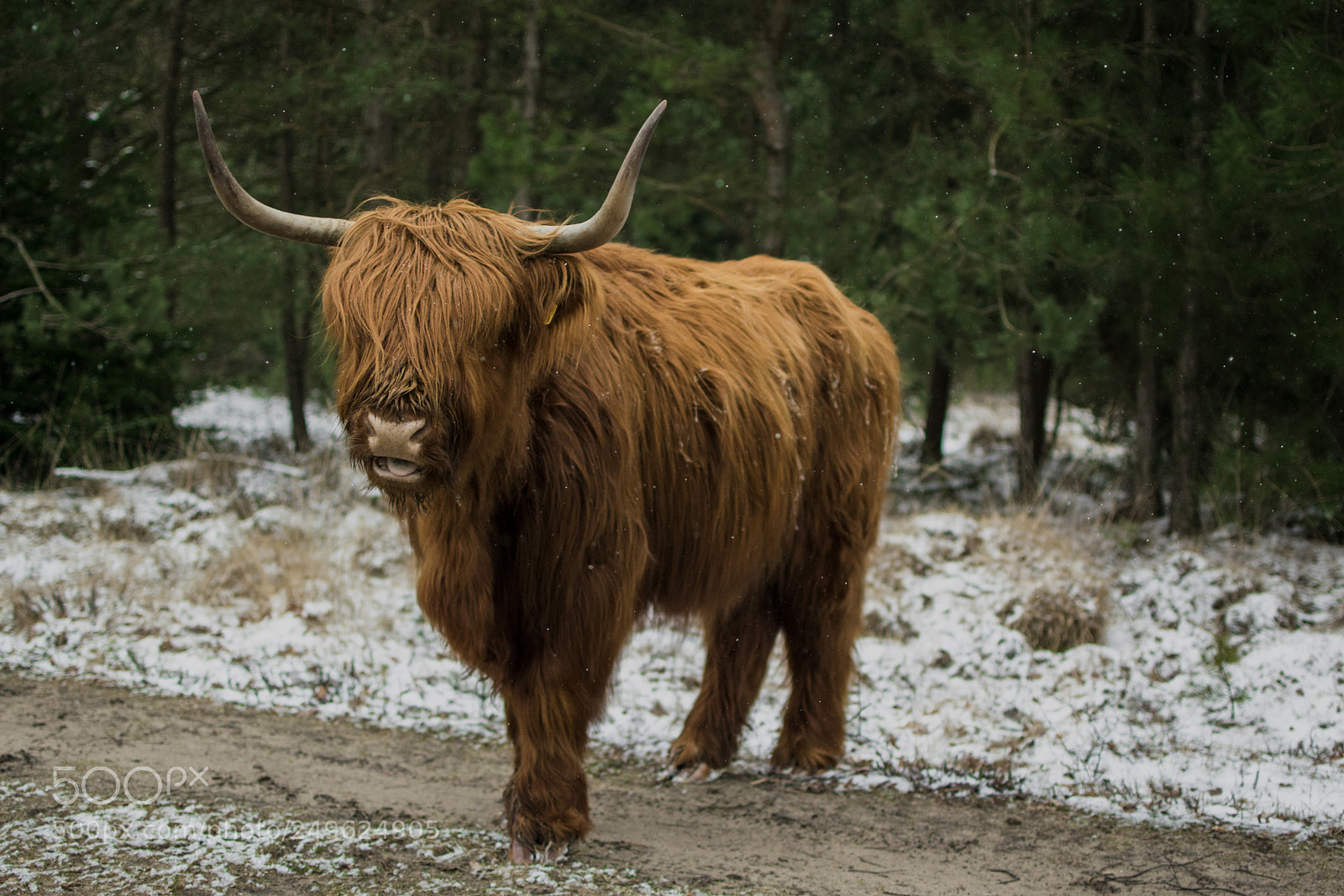 Nikon D3300 sample photo. Scotch highland bull photography