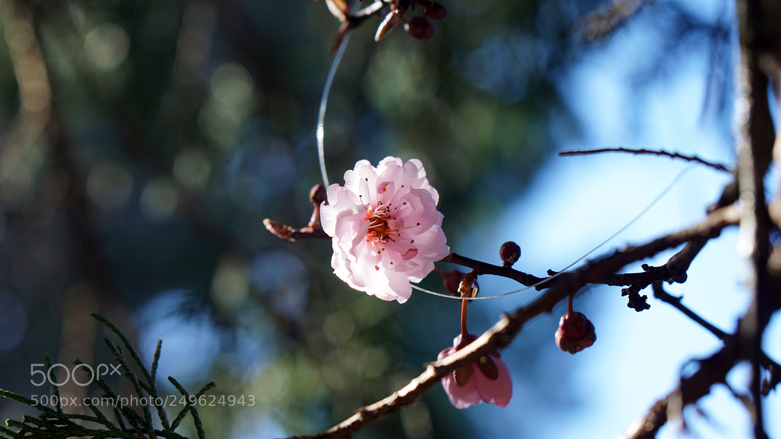 Sony a6000 sample photo. The birds nest and photography