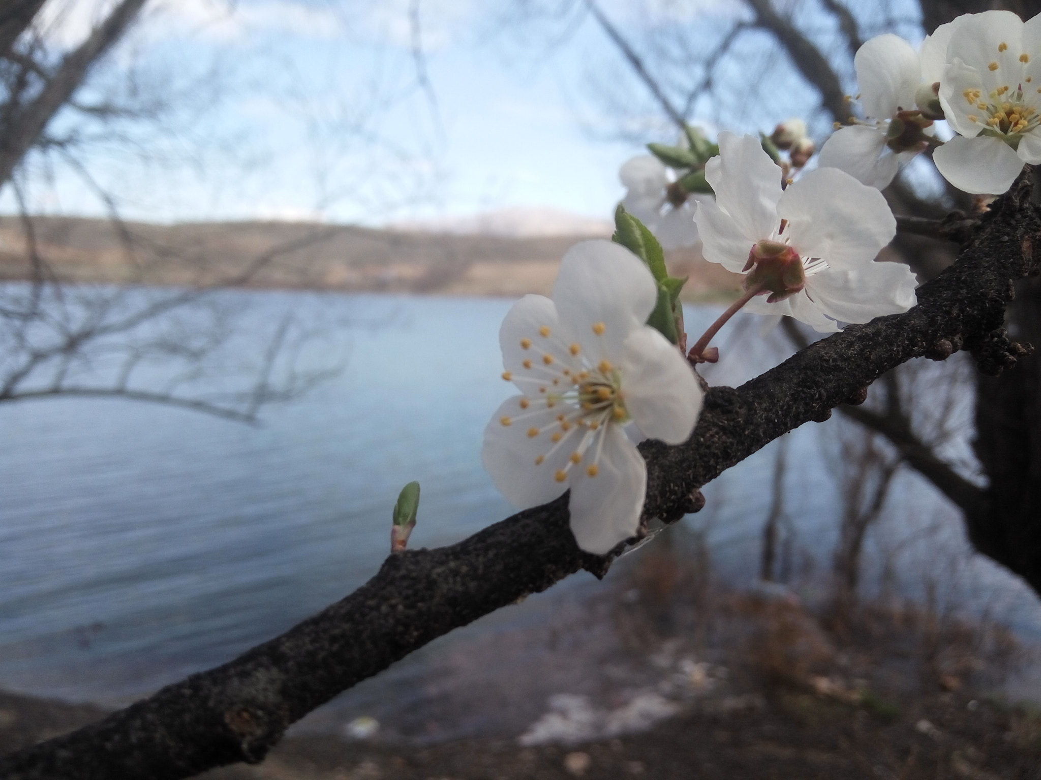 Xiaomi Redmi Note 3 sample photo. Kayısı çiçeği - apricot photography