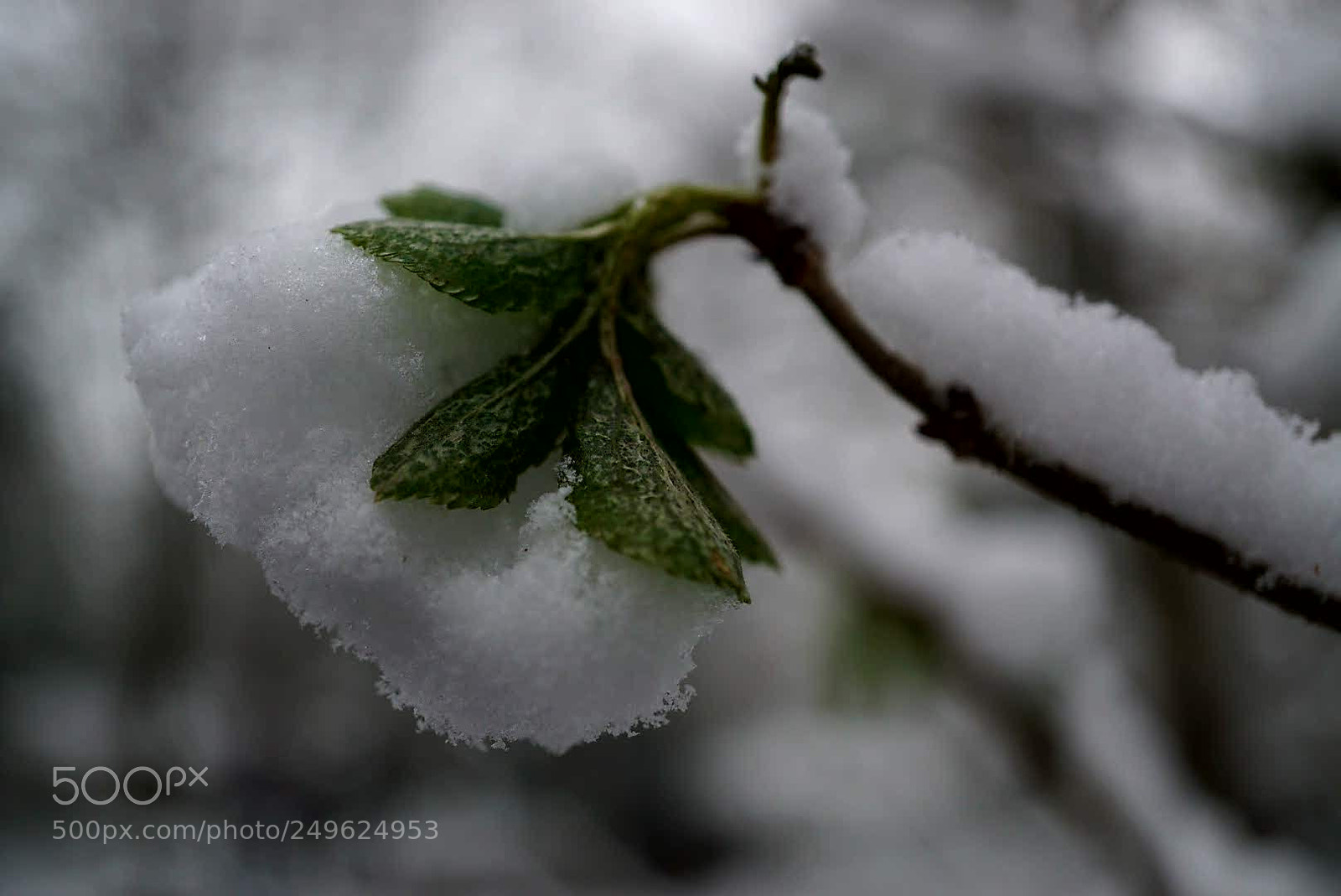 Sony a6000 sample photo. Snow flower photography