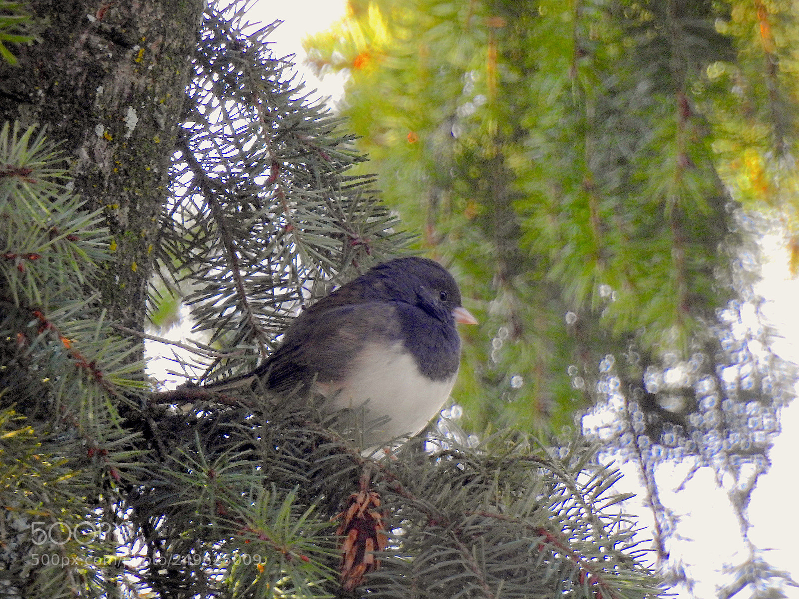Nikon Coolpix P900 sample photo. Dark eyed junco photography