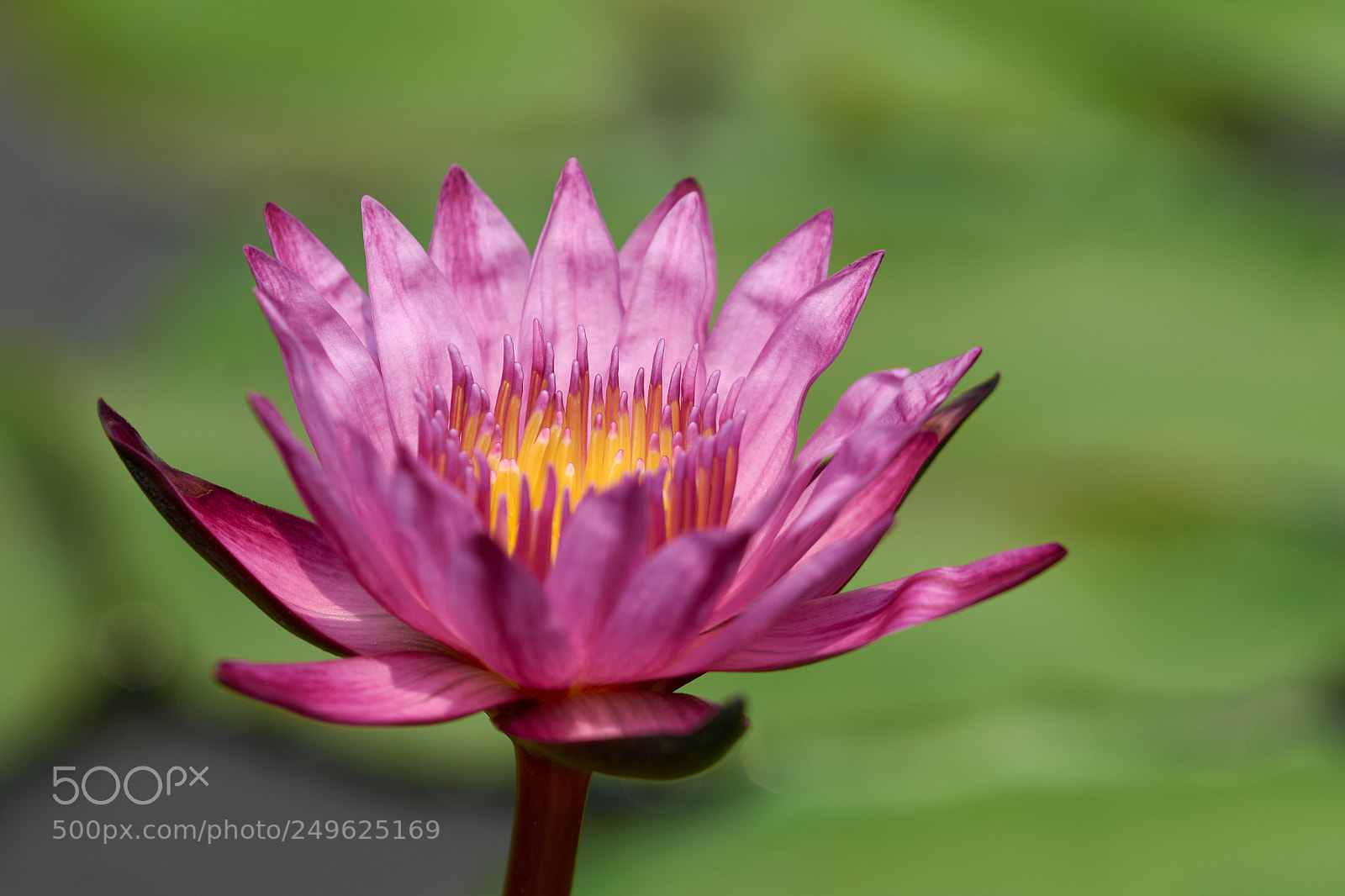 Nikon D7200 sample photo. Lovely waterlily photography