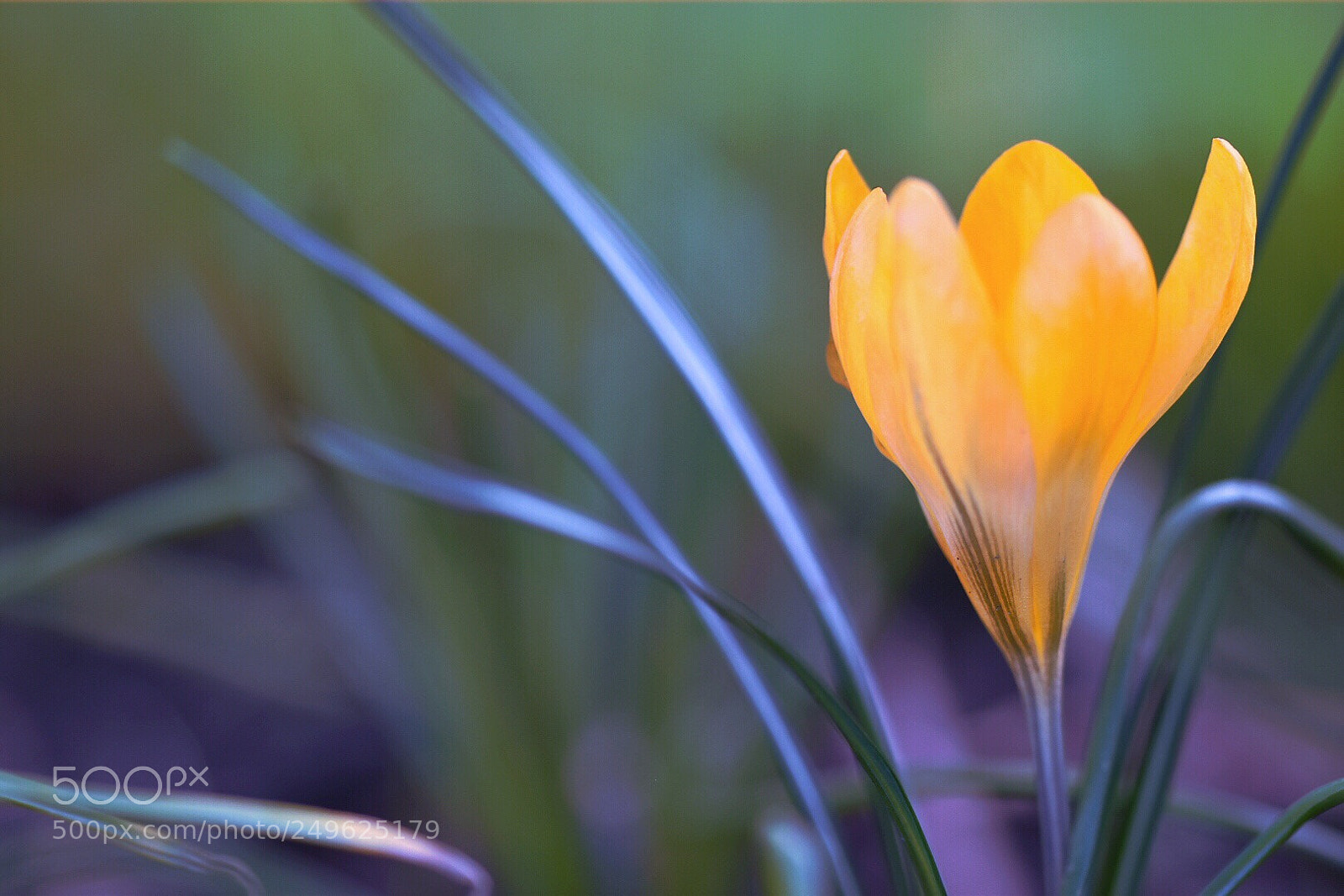 Nikon D5600 sample photo. Yellow crocus photography