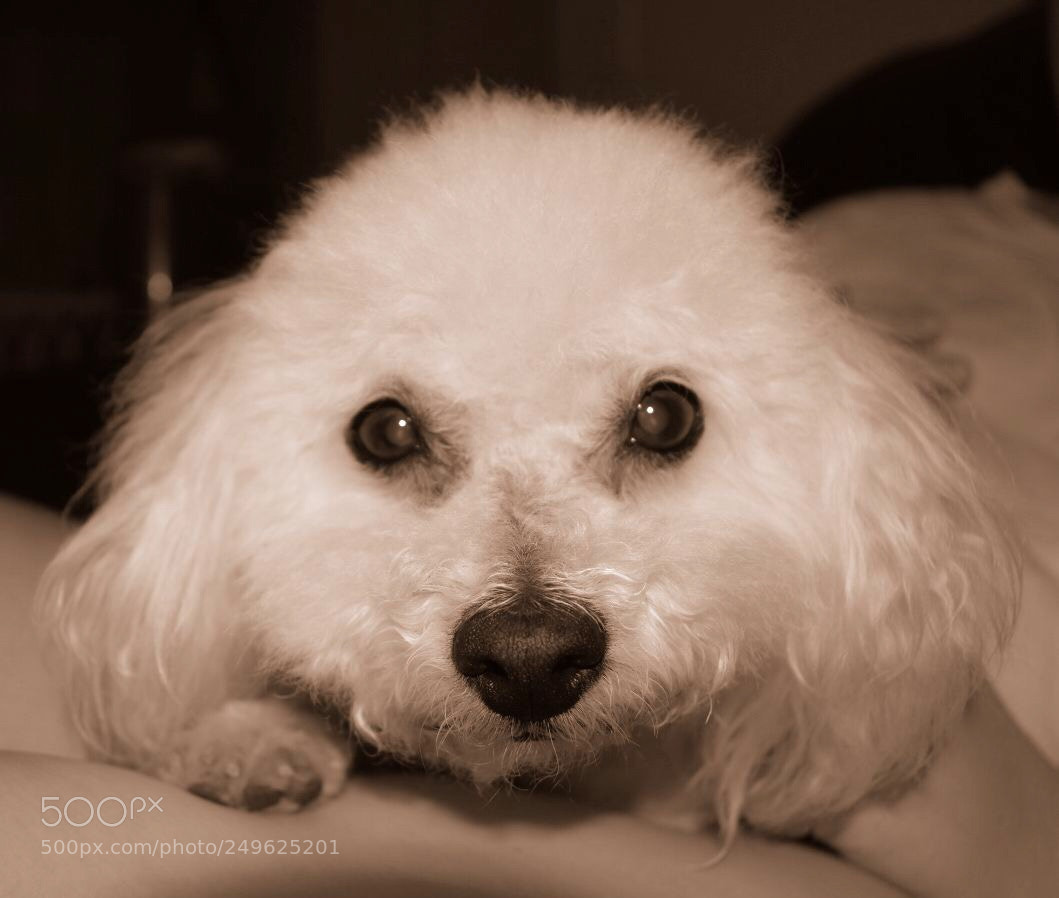Nikon D3400 sample photo. Mr. fluffy photography