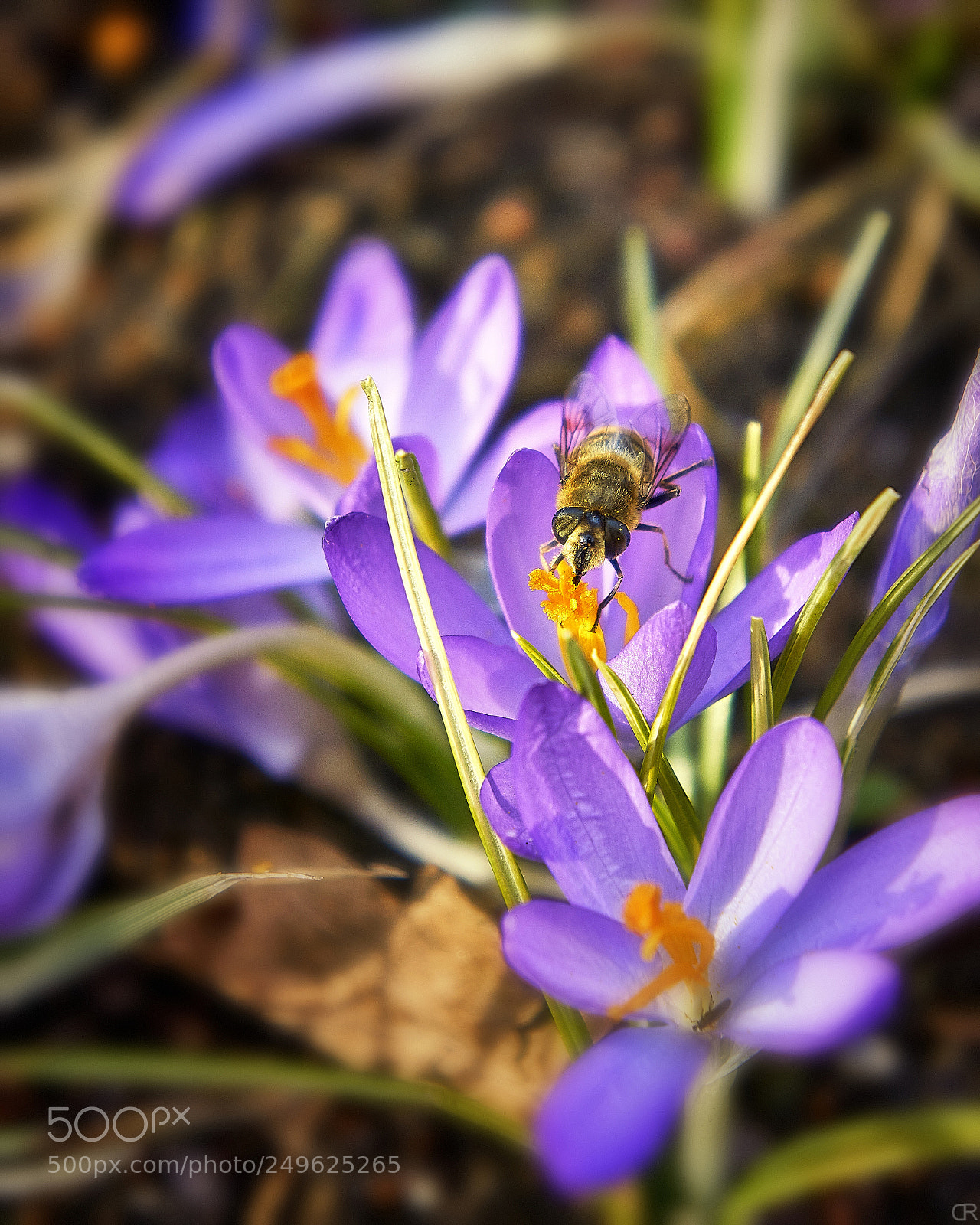Sony a6000 sample photo. Summ, summ, summ! photography