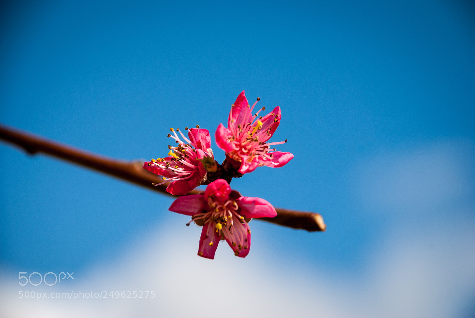 Nikon D80 sample photo. Peach flower photography