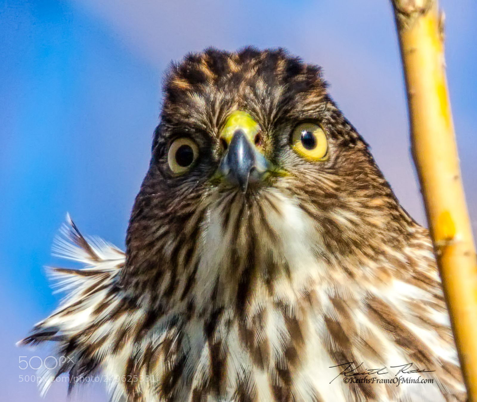 Canon EOS 7D Mark II sample photo. 462. coopers hawk photography