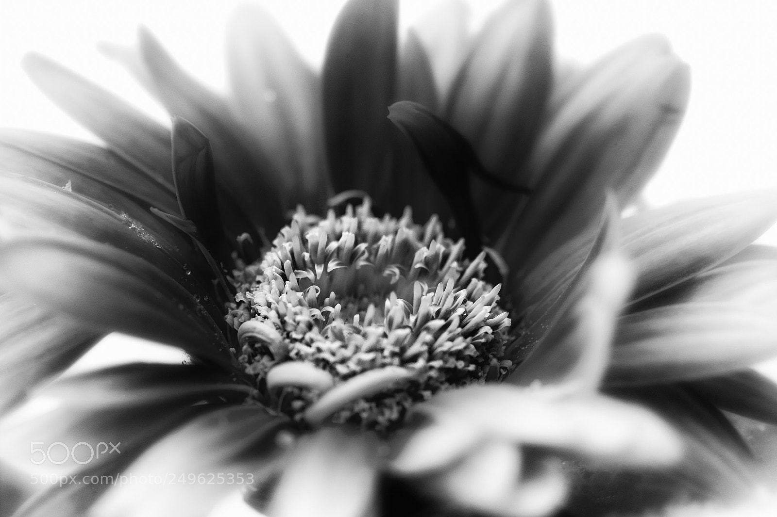 Canon EOS 70D sample photo. Chrysanthemum white photography