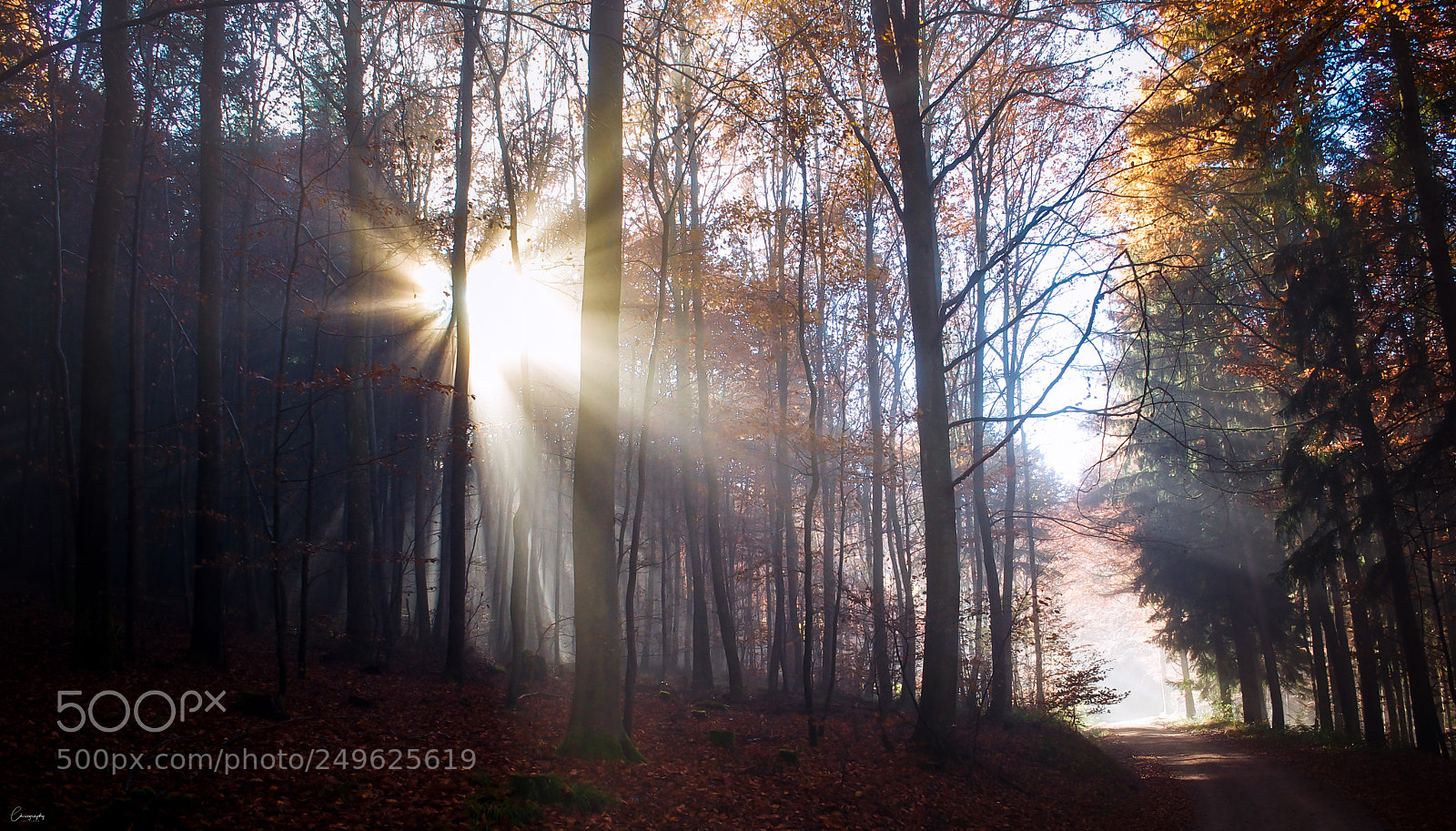 Nikon D5000 sample photo. Autumn light photography