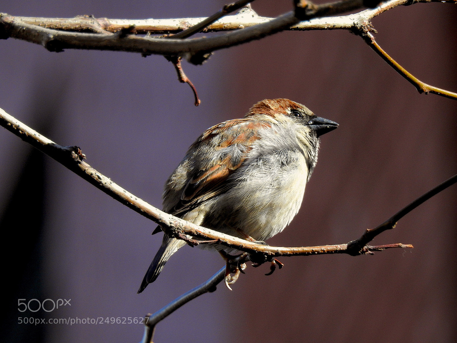 Nikon Coolpix P900 sample photo. House sparrow photography