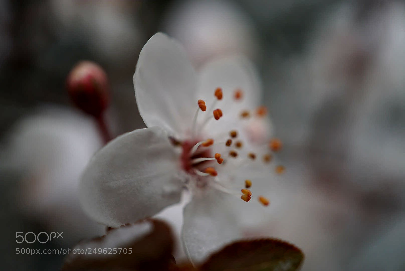 Sony a6000 sample photo. Untitled photography