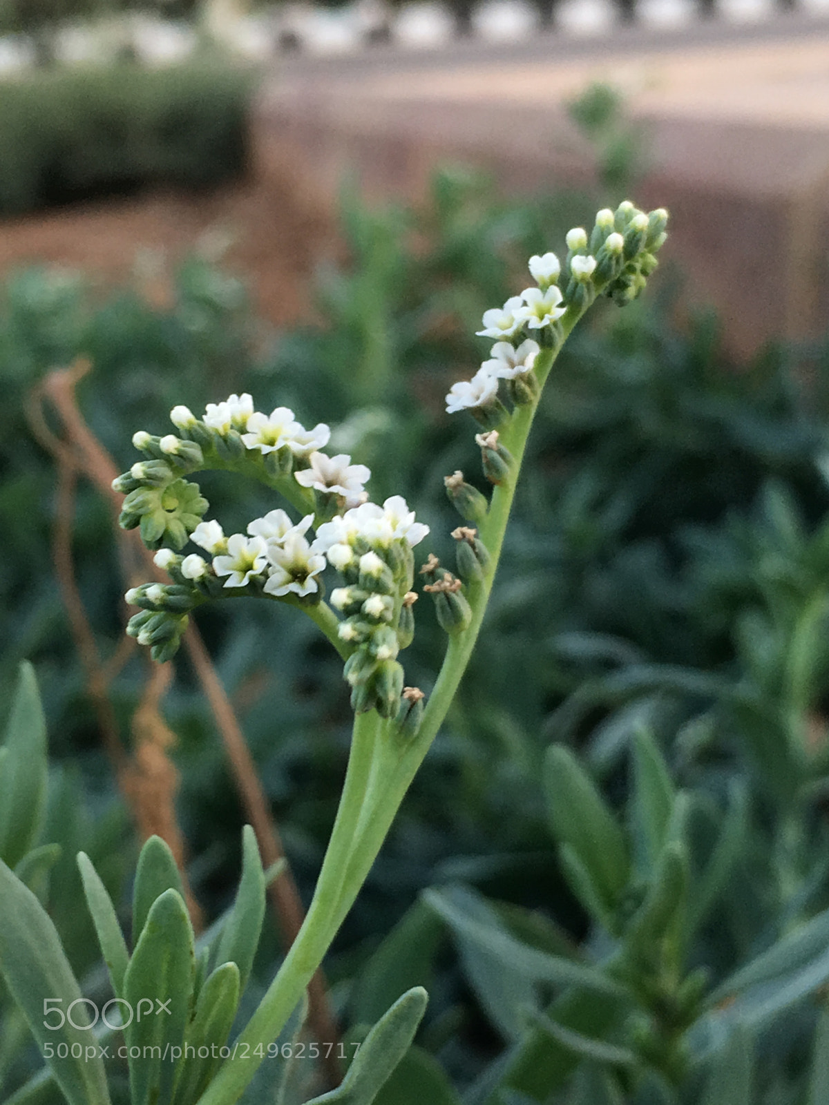 Apple iPhone 6s sample photo. Untitled photography