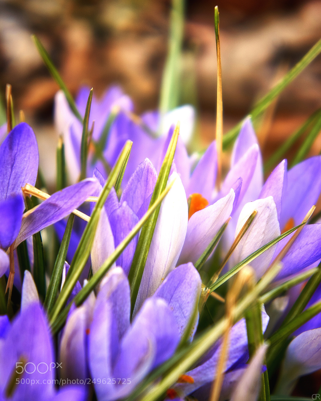 Sony a6000 sample photo. Frühling oder winter... photography