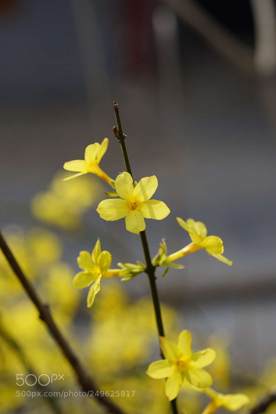 Sony a7 II sample photo. 迎春娇俏 photography